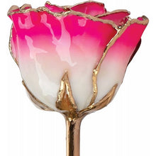 Load image into Gallery viewer, Lacquered Cream Magenta Rose with Gold Trim
