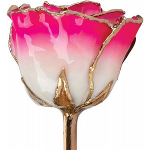 Lacquered Cream Magenta Rose with Gold Trim