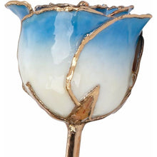 Load image into Gallery viewer, Lacquered Cream Blue Rose with Gold Trim
