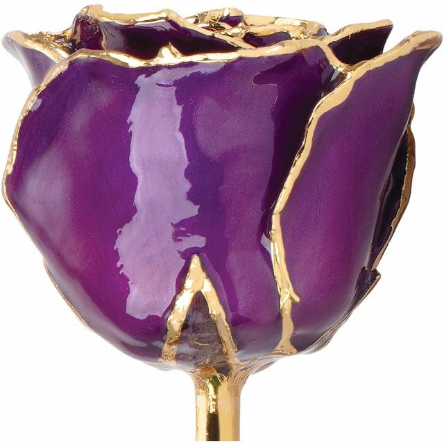 Lacquered Purple Rose with Gold Trim