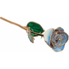 Load image into Gallery viewer, Lacquered Cream Blue Rose with Gold Trim
