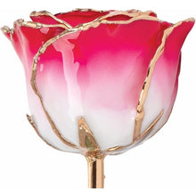 Load image into Gallery viewer, Lacquered Cream Red Rose with Gold Trim
